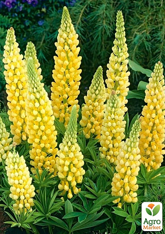 Люпин "Legendary Yellow Shades" (вазон Р9)