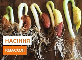 Як проростити квасолю - корисні статті про садівництво від Agro-Market