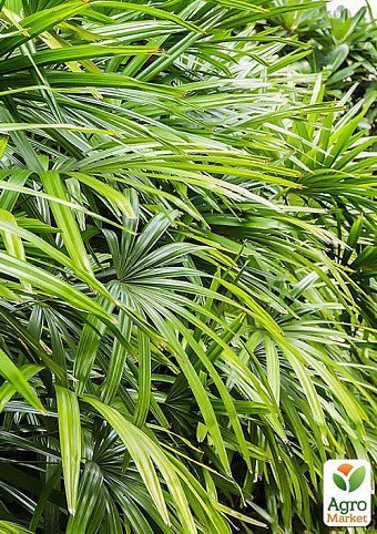 Дипсис "Dypsis lute." дм 12 см выс. 50 см