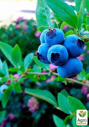 Голубика (черника садовая) "Река" (ранний срок созревания, один из самых популярных сортов) - фото 2