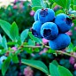Голубика (черника садовая) "Река" (ранний срок созревания, один из самых популярных сортов) купить