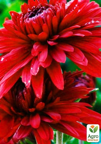 Хризантема "Classic Red" (Нидерланды)