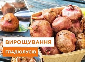 Коли починати пророщування гладіолусів - корисні статті про садівництво від Agro-Market