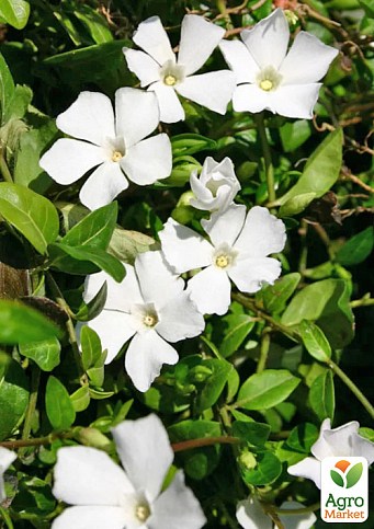 Барвінок білий "Alba Vinca minor" вазон С2