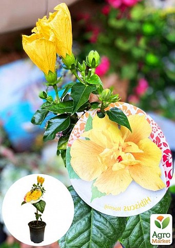 Гібіскус на штамбі "Sunset Yellow"