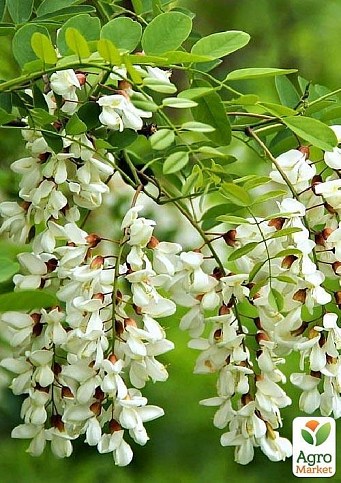 Акация "Робиния белая"  - фото 3