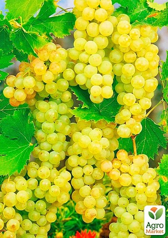 Виноград "Шардоне" (винный сорт, ранний срок созревания)