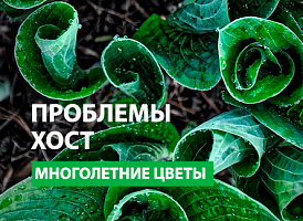 Основні хвороби хости - корисні статті про садівництво від Agro-Market