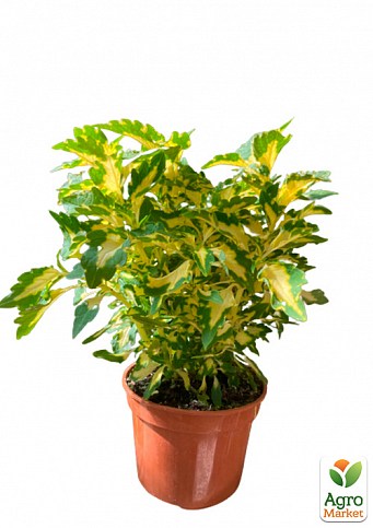 Колеус "Alligator Tears"  - фото 3