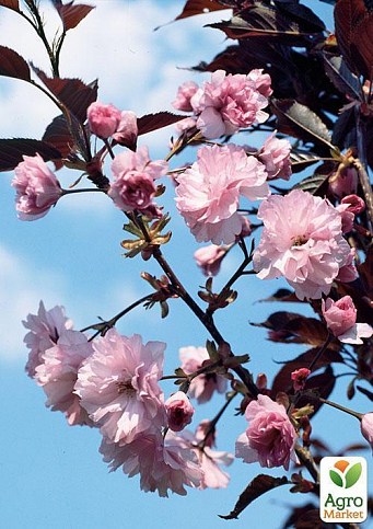 Сакура червонолистна «Роял Бургунді» (Royal Burgundy) висота 100см - фото 3