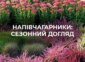 Рослини напівкущі, види | Agro-market