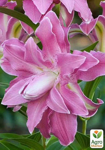 Лилия Махровая "Lotus Spring" 