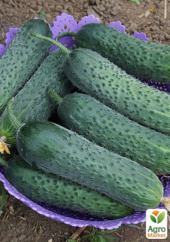 Огірок партенокарпічний «Унікум F1» ТМ «Lark Seeds» 1000шт