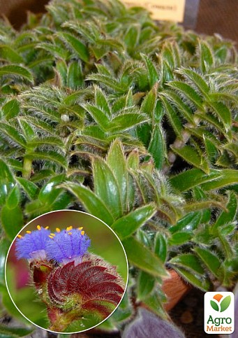 Цианотис ампельный "Cyanotis Somaliensis" (кошачье ушко)