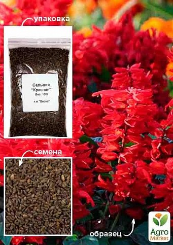 Сальвия "Красная" ТМ "Весна" 100г
