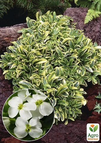 Арабис Фердинанда "Old Gold" (резуха, многолетний почвопокровник)