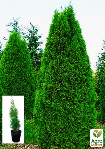Туя западная "Smaragd" (Thuja occidentalis Smaragd) С2, высота 30-40 см