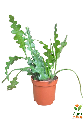 Эпифилум "Anguliger" - фото 2