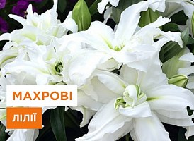 Махрові лілії: як вибрати і виростити найкращі сорти - корисні статті про садівництво від Agro-Market