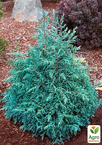 Кипарисовик горохоплодний "Baby Blue" С2, висота 15-20см