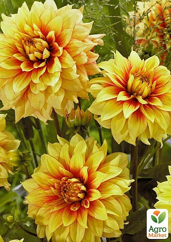 Жоржина "Dazzling Sun"