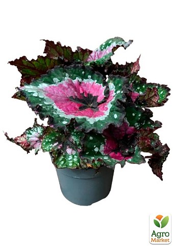 Бегонія королівська REX "Merry Christmas" 20-30см  - фото 4