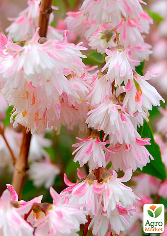 Дейція шорстка "Codsall Pink"