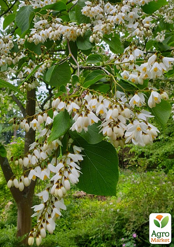 Проліскове дерево "Styrax japonicus" (красиве, компактне, з ароматом пролісків)