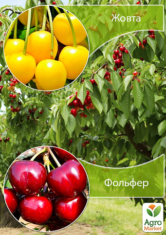Дерево-сад Вишня "Желтая"+Черешня "Фольфер"