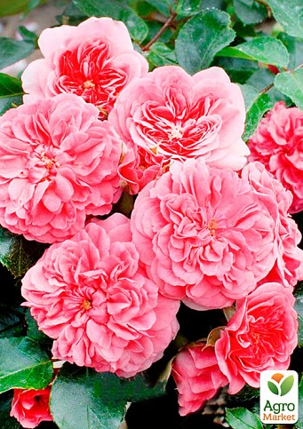 Роза почвопокровная "Четыре сезона" (саженец класса АА+) высший сорт - фото 2