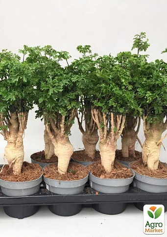 Бонсай "Polyscias" - фото 3