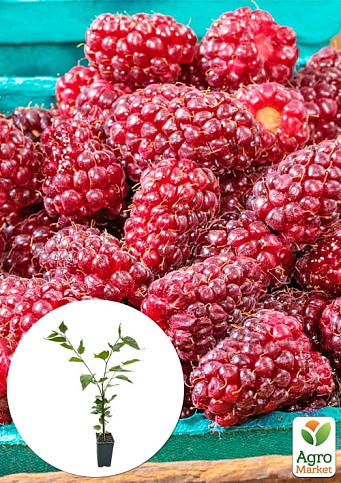 LMTD Ожиномалина "Tayberry" (сортова, укорінена)