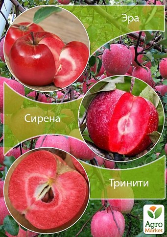 Дерево-сад Яблоня "Эра+Сирена+Тринити" 