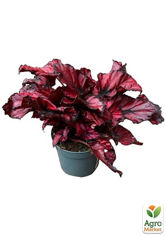 Бегония королевская REX "Inca Night" 20-30см - фото 2