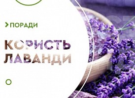 Корисні властивості лаванди - корисні статті про садівництво від Agro-Market