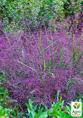 Эрагростис розовый "Purple Love" 