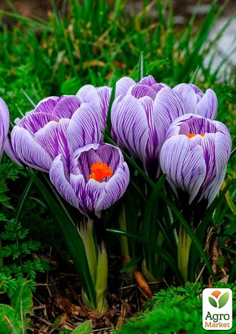 Крокус крупноцветковый "Pickwick" укорененный - фото 3