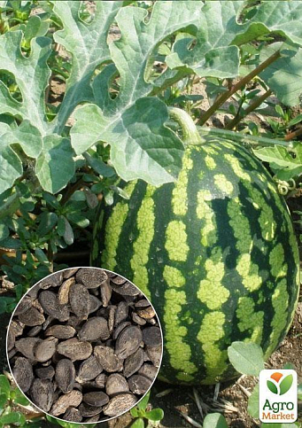 На вагу Кавун "Спаський" ТМ "Весна" ціна за 6г