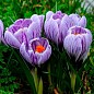 Крокус крупноцветковый "Pickwick" укорененный цена