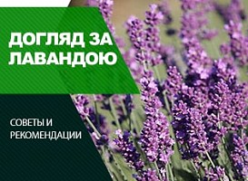 Весняний догляд за лавандою - корисні статті про садівництво від Agro-Market