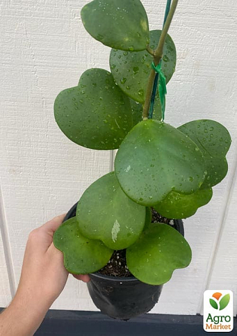 Хойя Керрі "Green Heart" - фото 2