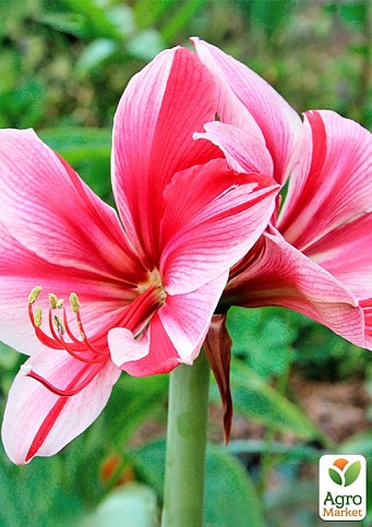 Гіппеаструм простий "Gervase" (Амарілліс)  - фото 3