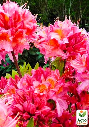 Рододендрон листопадный "Пинк Делайт"(Pink Delight)