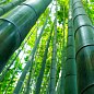Бамбук гигантский "Phyllostachys pubescens "