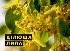 Корисні властивості липи - корисні статті про садівництво від Agro-Market