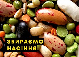 Як правильно збирати насіння овочів - корисні статті про садівництво від Agro-Market