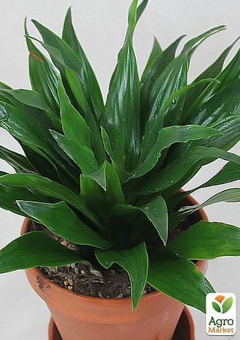 Драцена "Dracaena frag. dere."  дм 12 см выс. 23 см