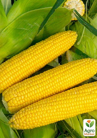 Кукурудза "Оверленд F1" ТМ "Syngenta" 5000шт.