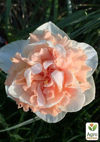 Нарцисс "Flower Surprise" 2шт в упаковке