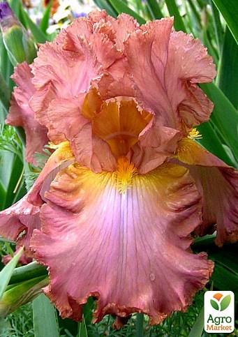 Ірис бородатий великоквітковий "High Roller" - фото 2